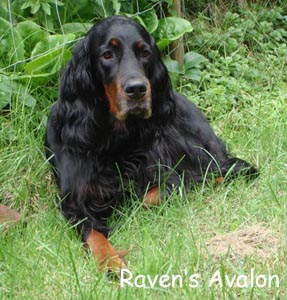 Ravens Avalon B-Wurf