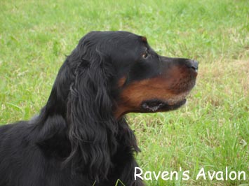 Ravens Avalon