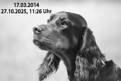 Dragonfly geht Uuml;ber die Regenbogen&uuml;cke